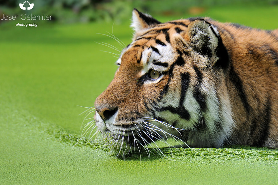 Nikon D3S sample photo. Siberian tiger photography