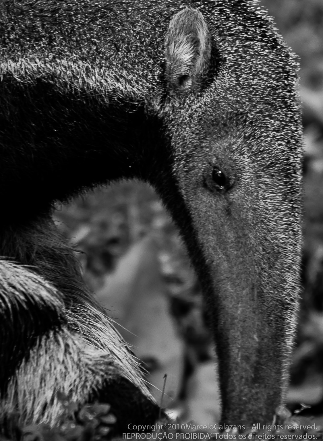 Sigma 150-500mm F5-6.3 DG OS HSM sample photo. Giant anteater photography