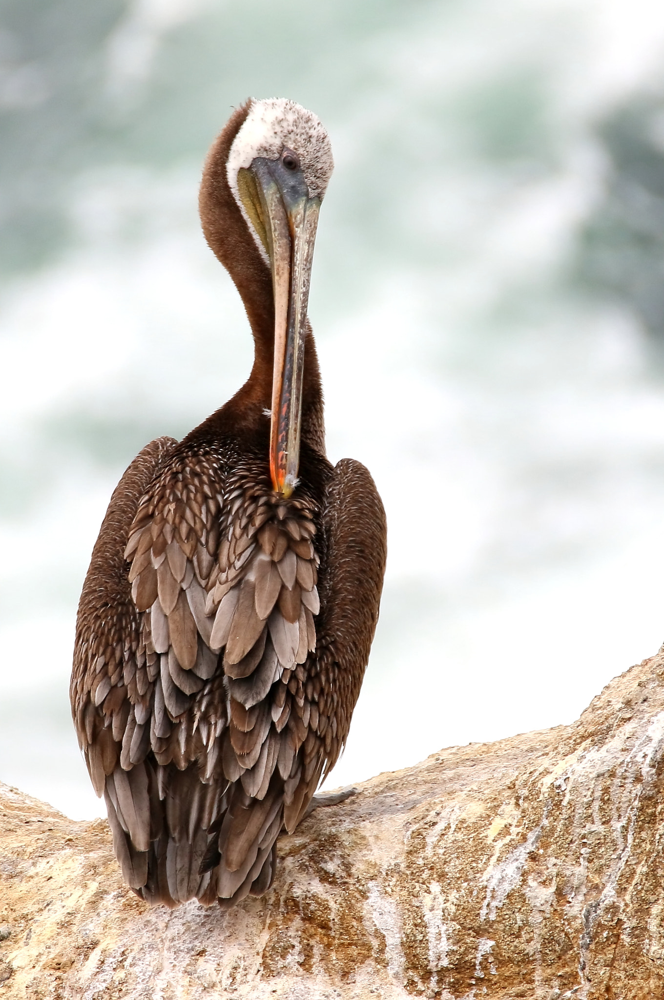 Sigma 150-600mm F5-6.3 DG OS HSM | C sample photo. Brown pelican photography