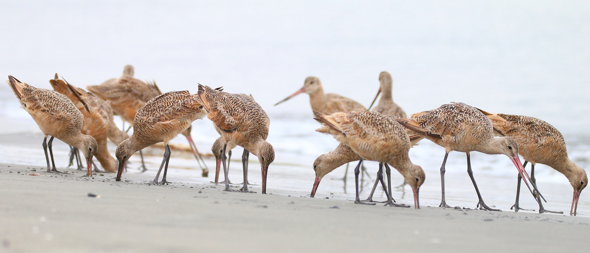 Sigma 150-600mm F5-6.3 DG OS HSM | C sample photo. Marbled godwits photography