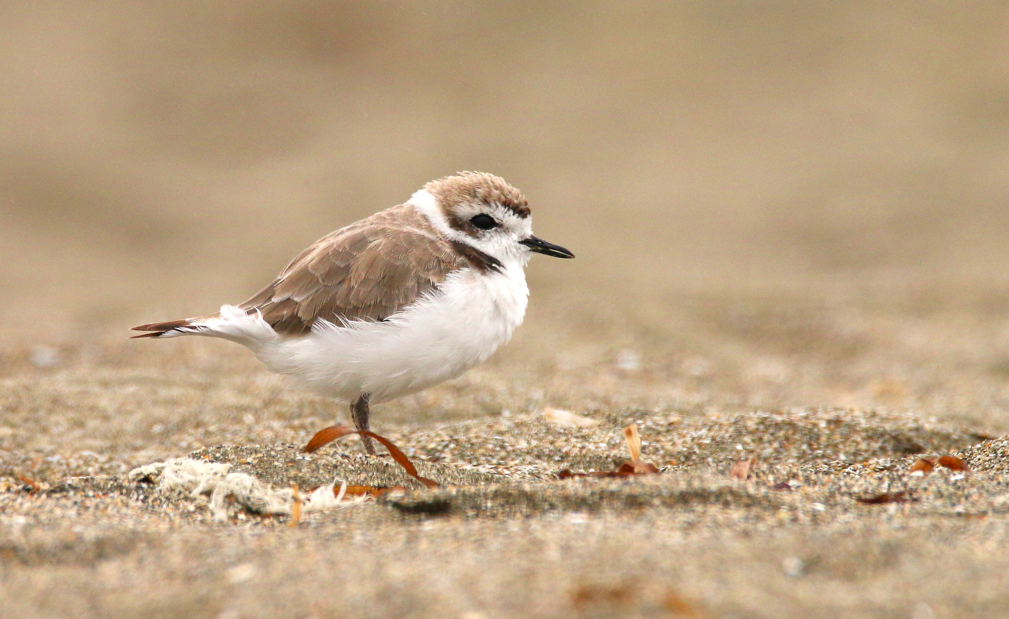 Sigma 150-600mm F5-6.3 DG OS HSM | C sample photo. Snowy plover photography