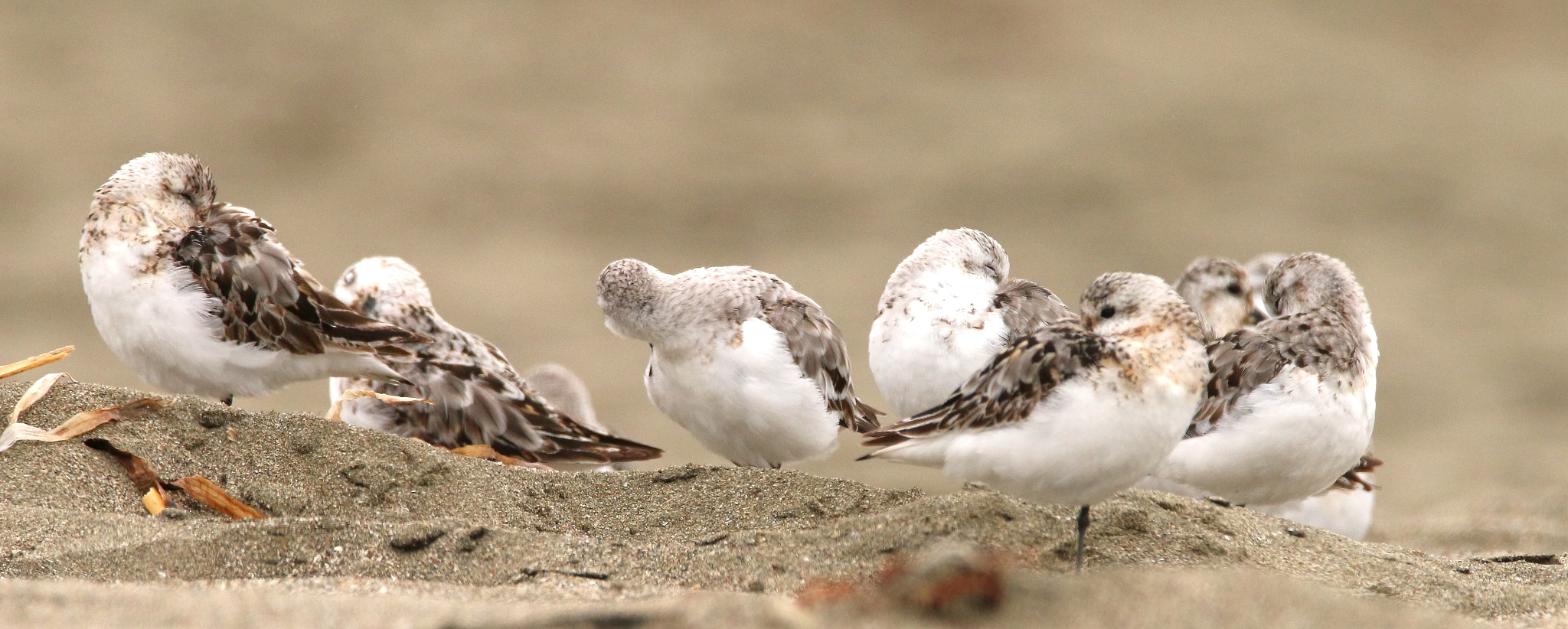 Sigma 150-600mm F5-6.3 DG OS HSM | C sample photo. Sanderlings photography