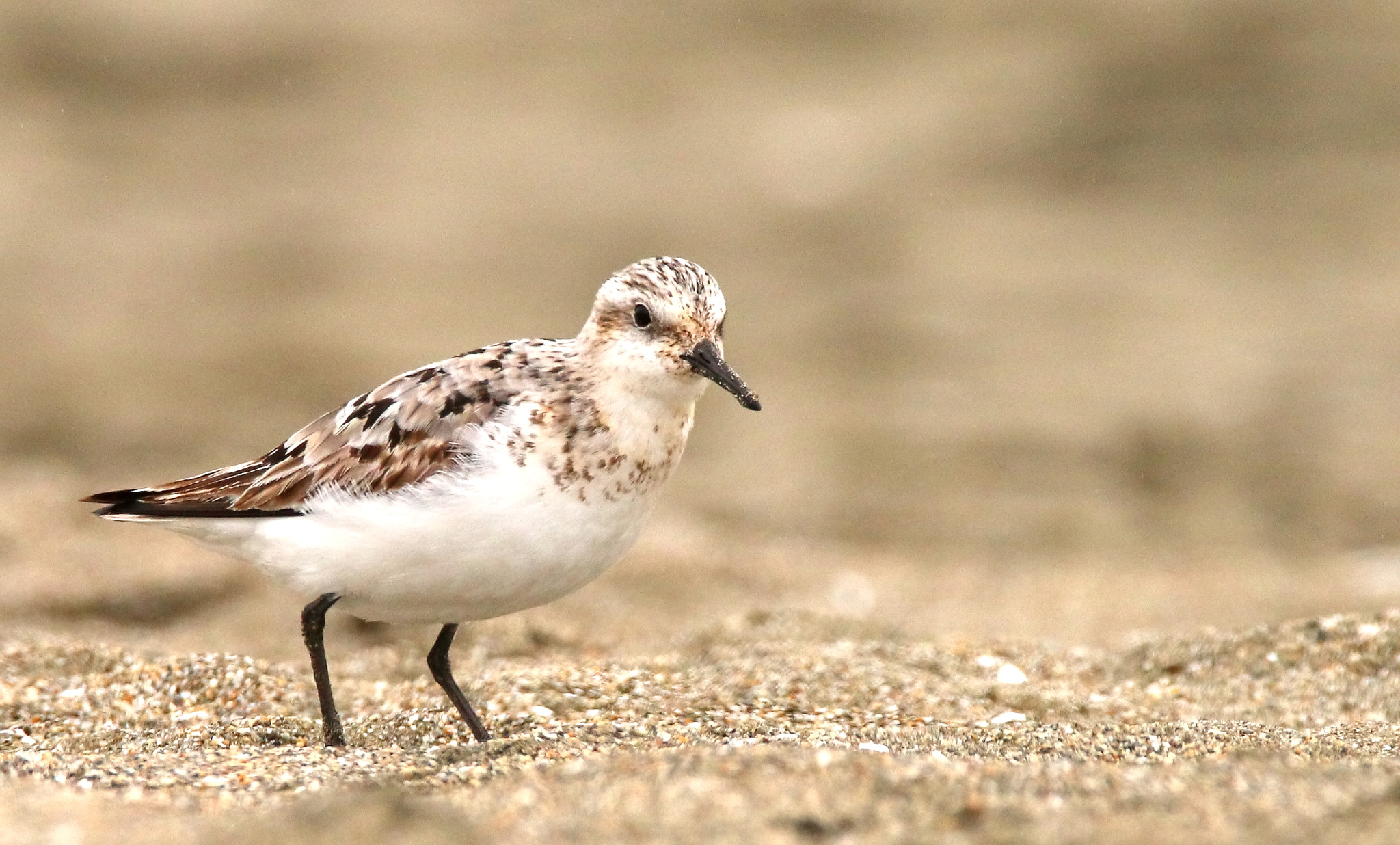 Sigma 150-600mm F5-6.3 DG OS HSM | C sample photo. Sanderling photography