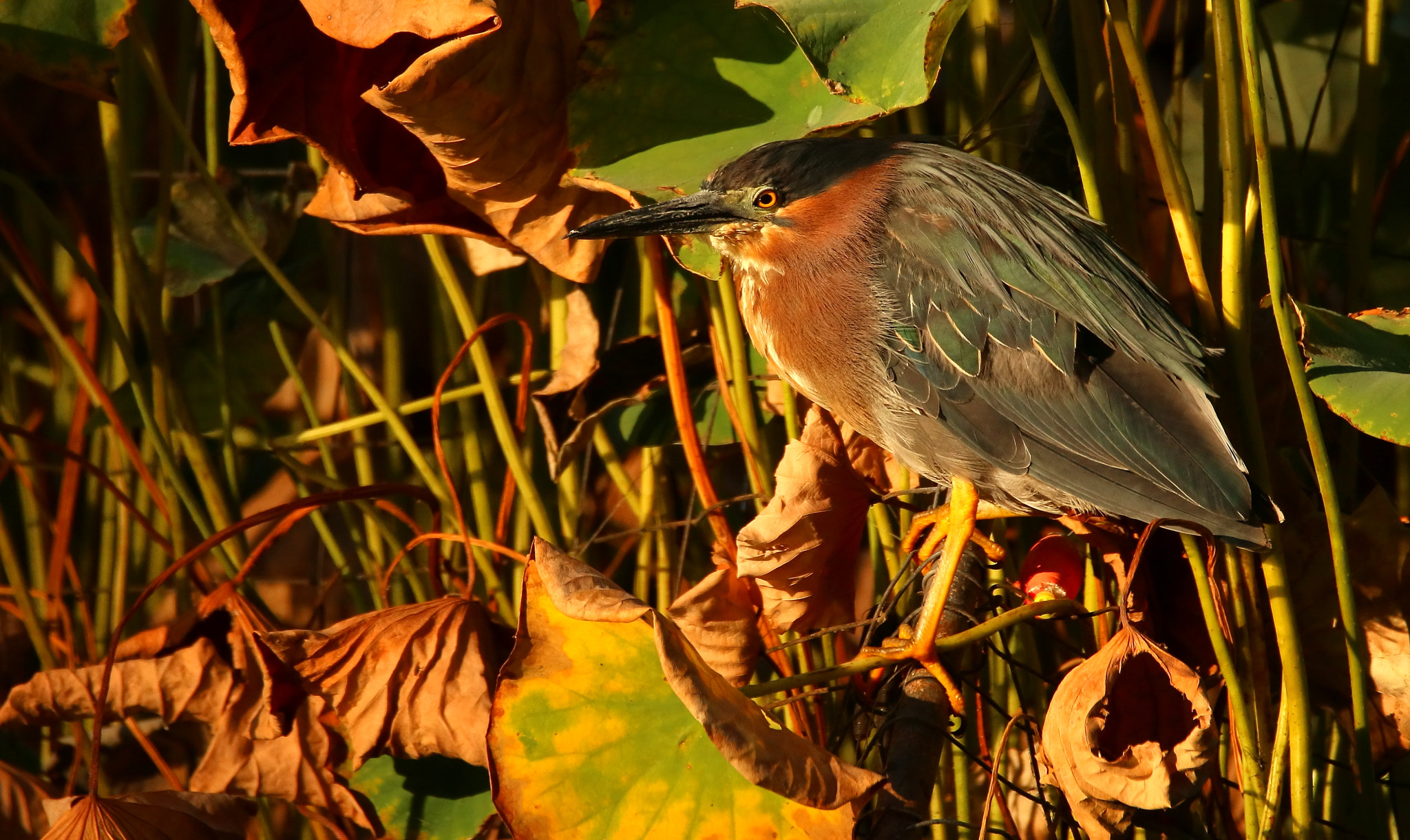 Sigma 150-600mm F5-6.3 DG OS HSM | C sample photo. Green heron photography