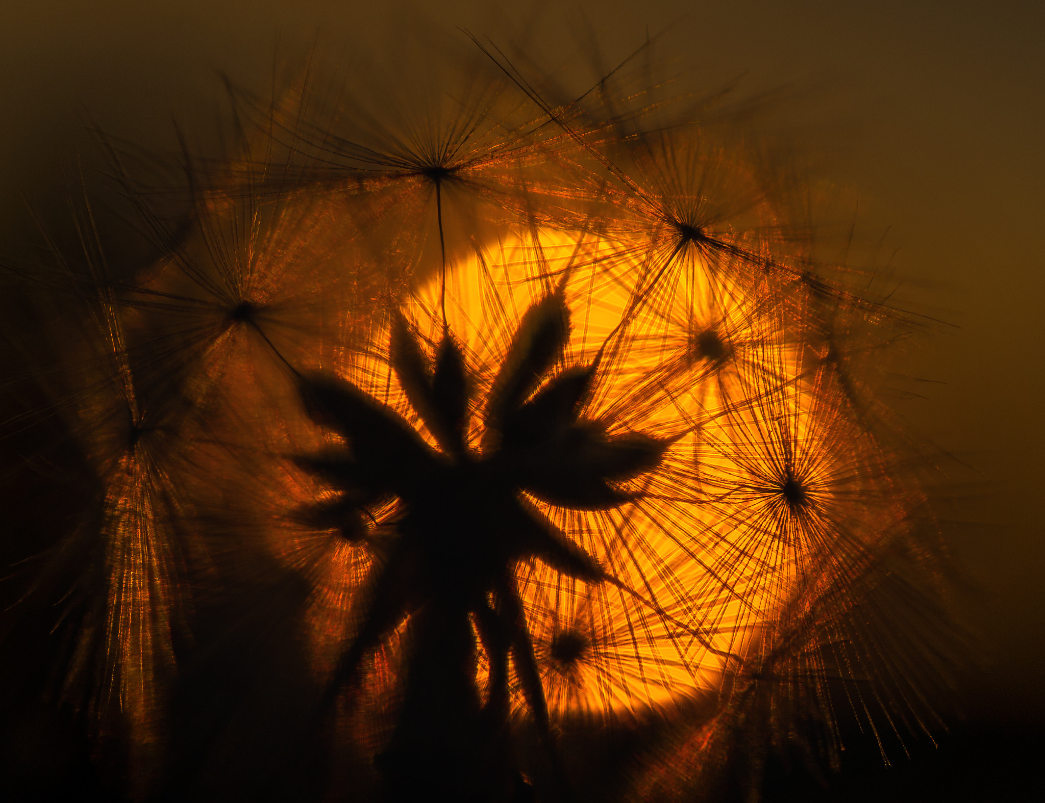Nikon AF-S DX Micro Nikkor 40mm F2.8 sample photo. Sunset dandalion photography