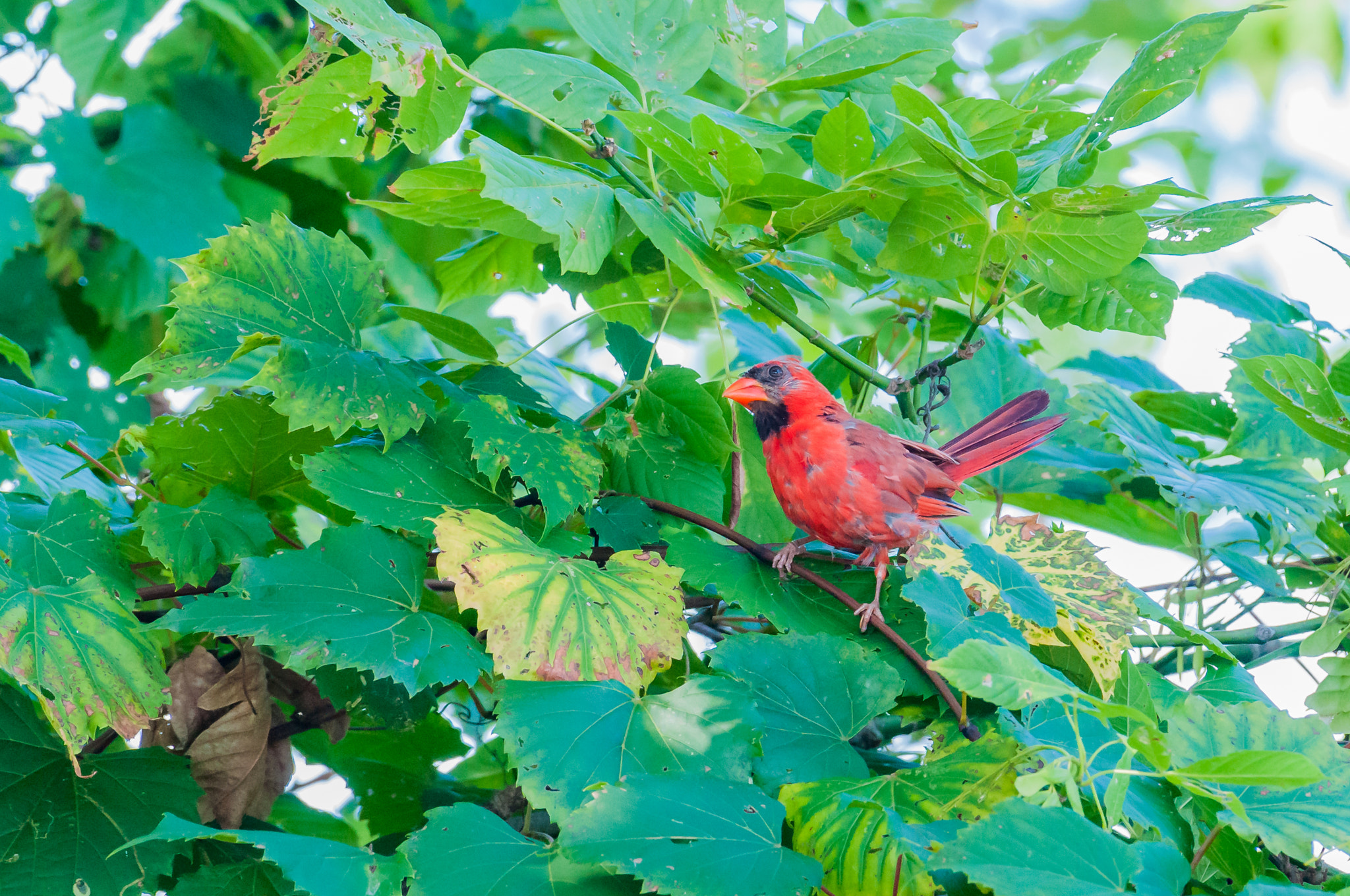 Nikon AF-S Nikkor 200-500mm F5.6E ED VR sample photo. Dsc_1408-1.jpg photography