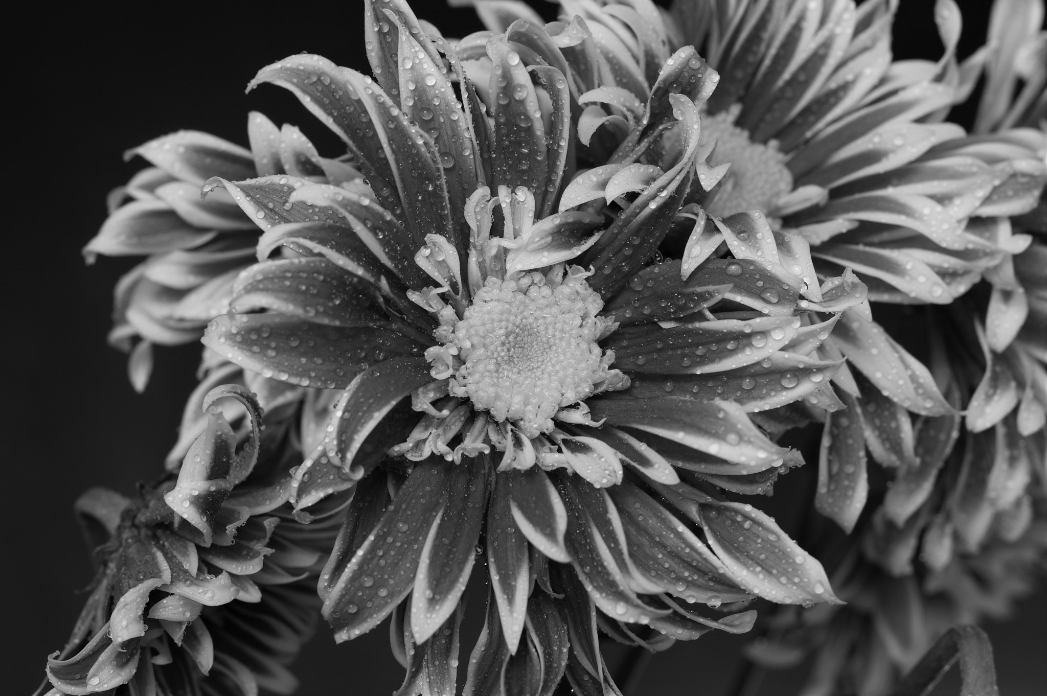 Pentax smc D-FA 50mm F2.8 Macro sample photo
