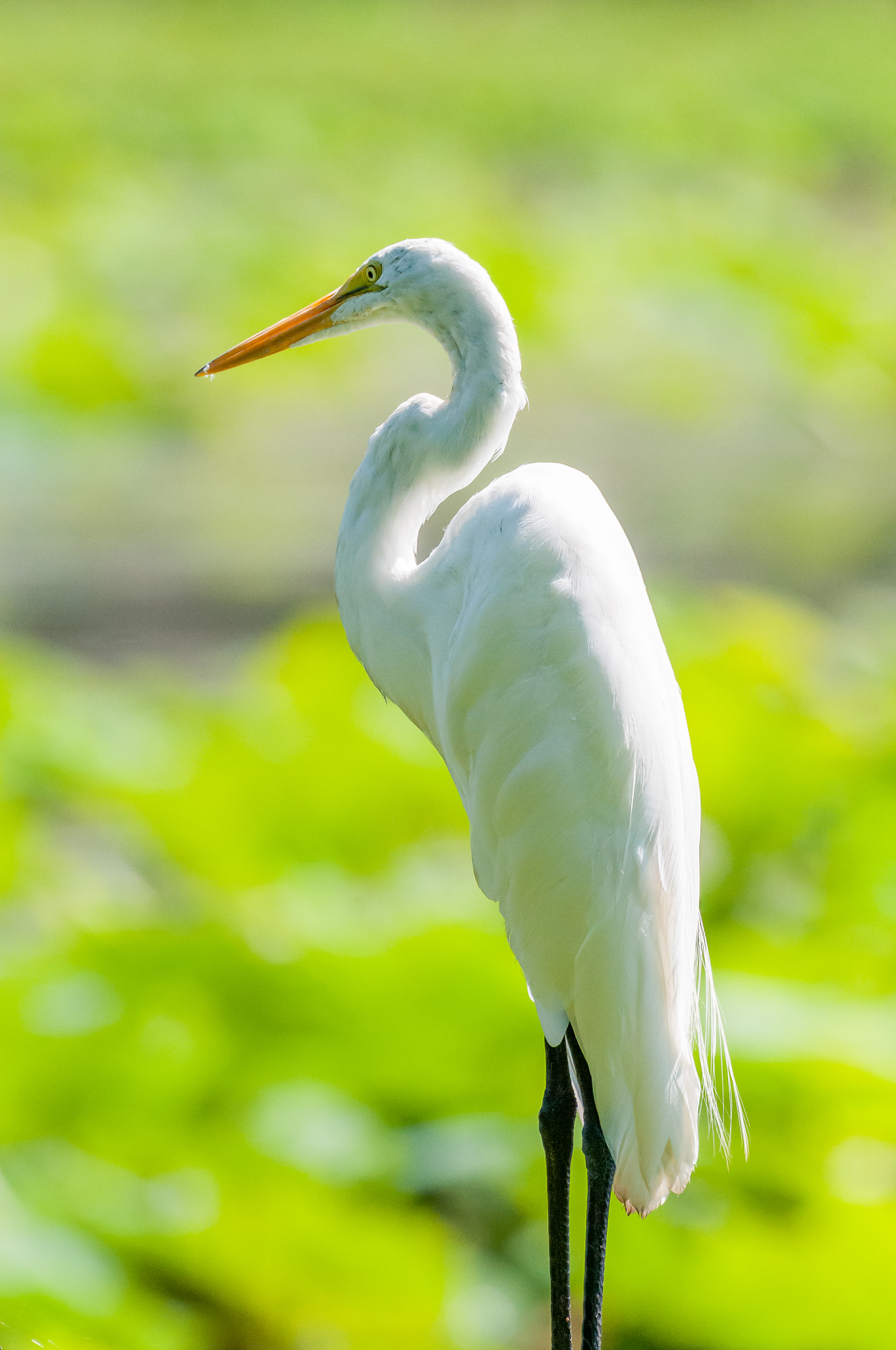 Nikon AF-S Nikkor 200-500mm F5.6E ED VR sample photo. Dsc_1621-1.jpg photography
