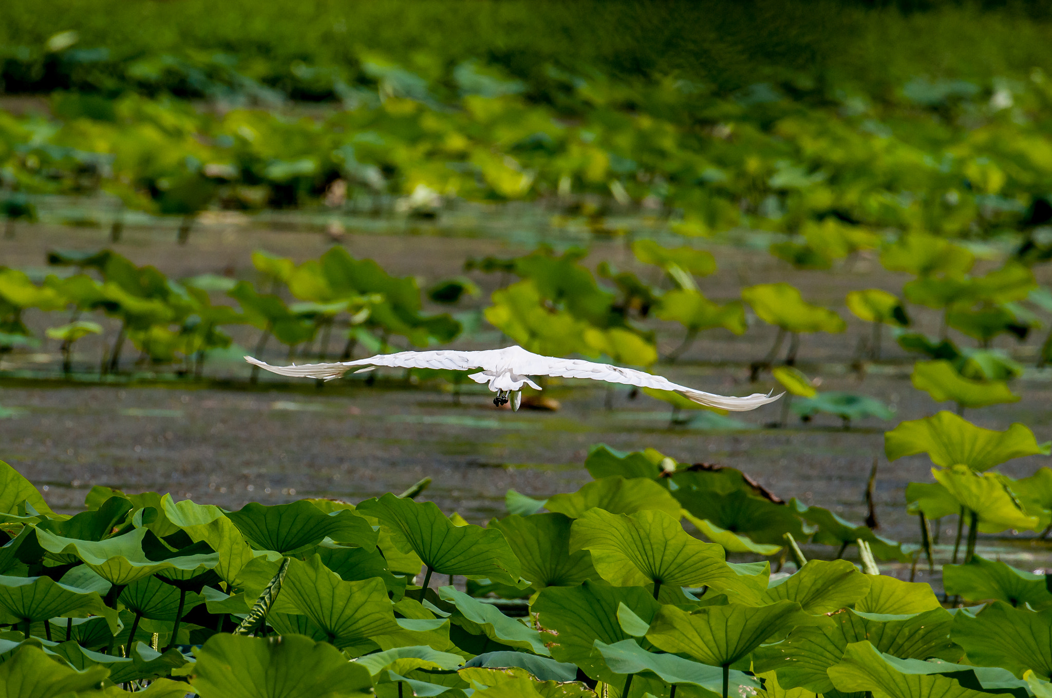 Nikon AF-S Nikkor 200-500mm F5.6E ED VR sample photo. Dsc_1753-1.jpg photography