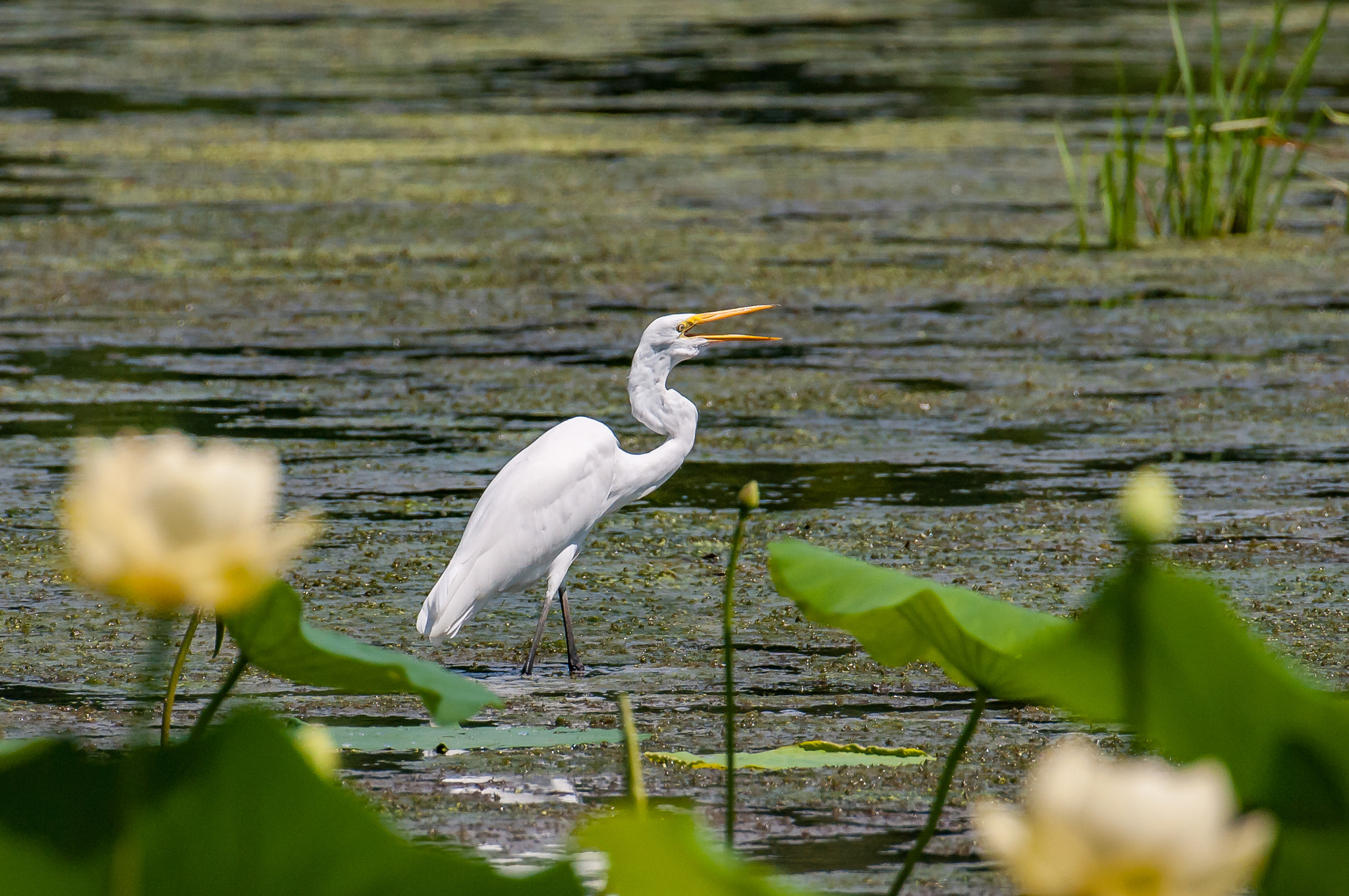 Nikon AF-S Nikkor 200-500mm F5.6E ED VR sample photo. Dsc_1776-1.jpg photography
