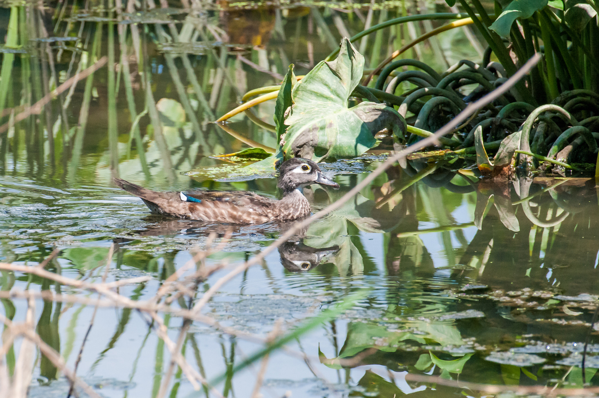 Nikon AF-S Nikkor 200-500mm F5.6E ED VR sample photo. Dsc_1880-1.jpg photography
