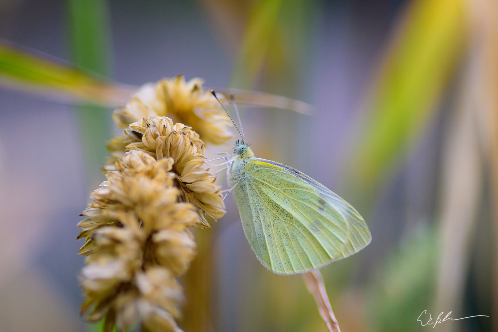 Tokina AT-X Pro 100mm F2.8 Macro sample photo. Pieris rapae ii photography