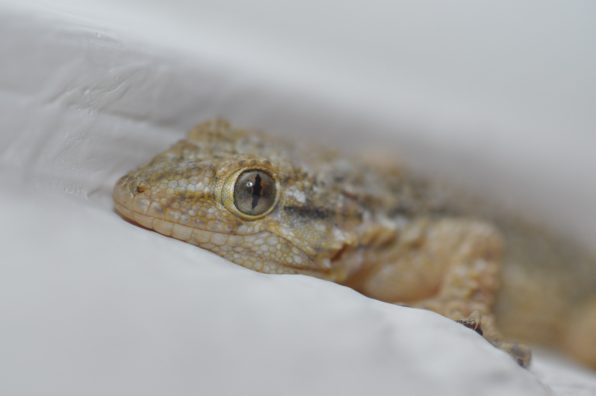 Tamron SP AF 90mm F2.8 Di Macro sample photo. Dsc c photography
