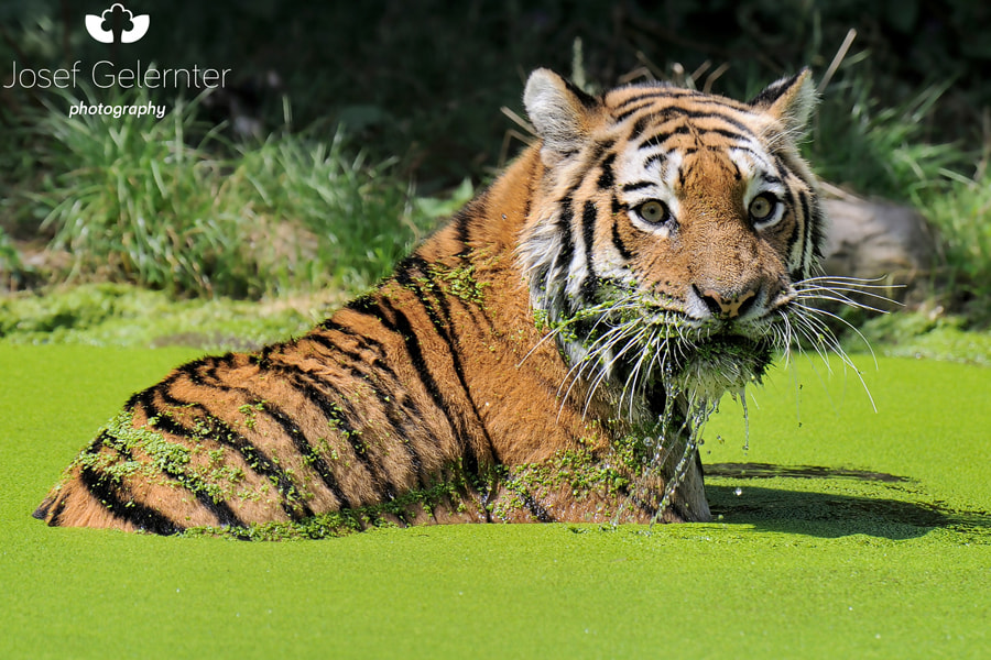 Nikon D3S sample photo. Tiger surprise photography