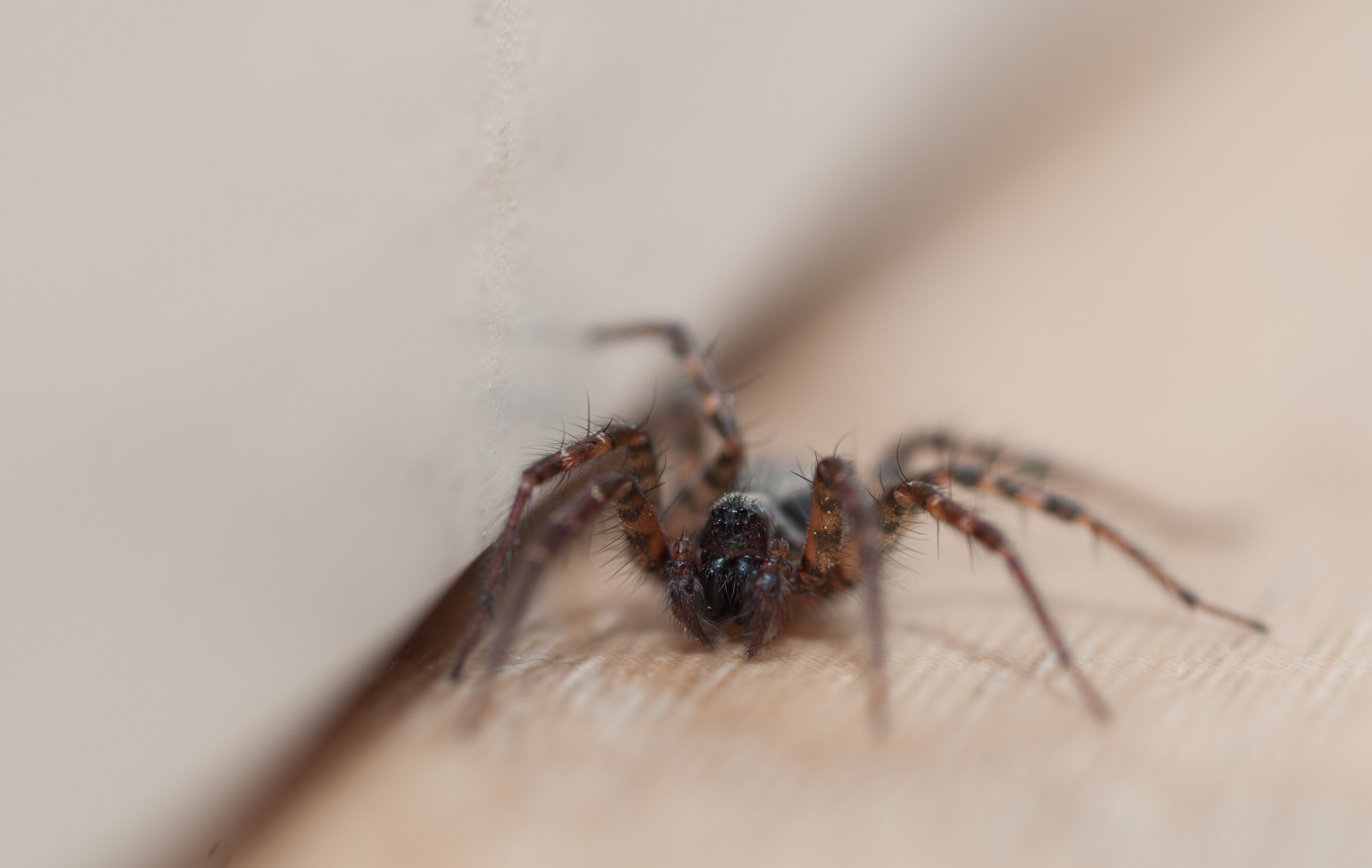 Tamron SP AF 90mm F2.8 Di Macro sample photo. Photo photography