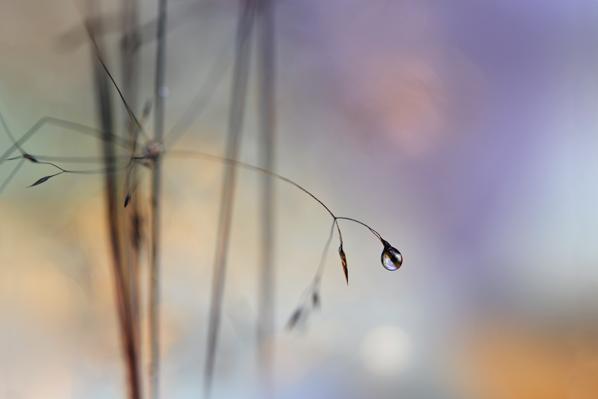 Nikon AF-S Micro-Nikkor 60mm F2.8G ED sample photo. Single drop spring photography