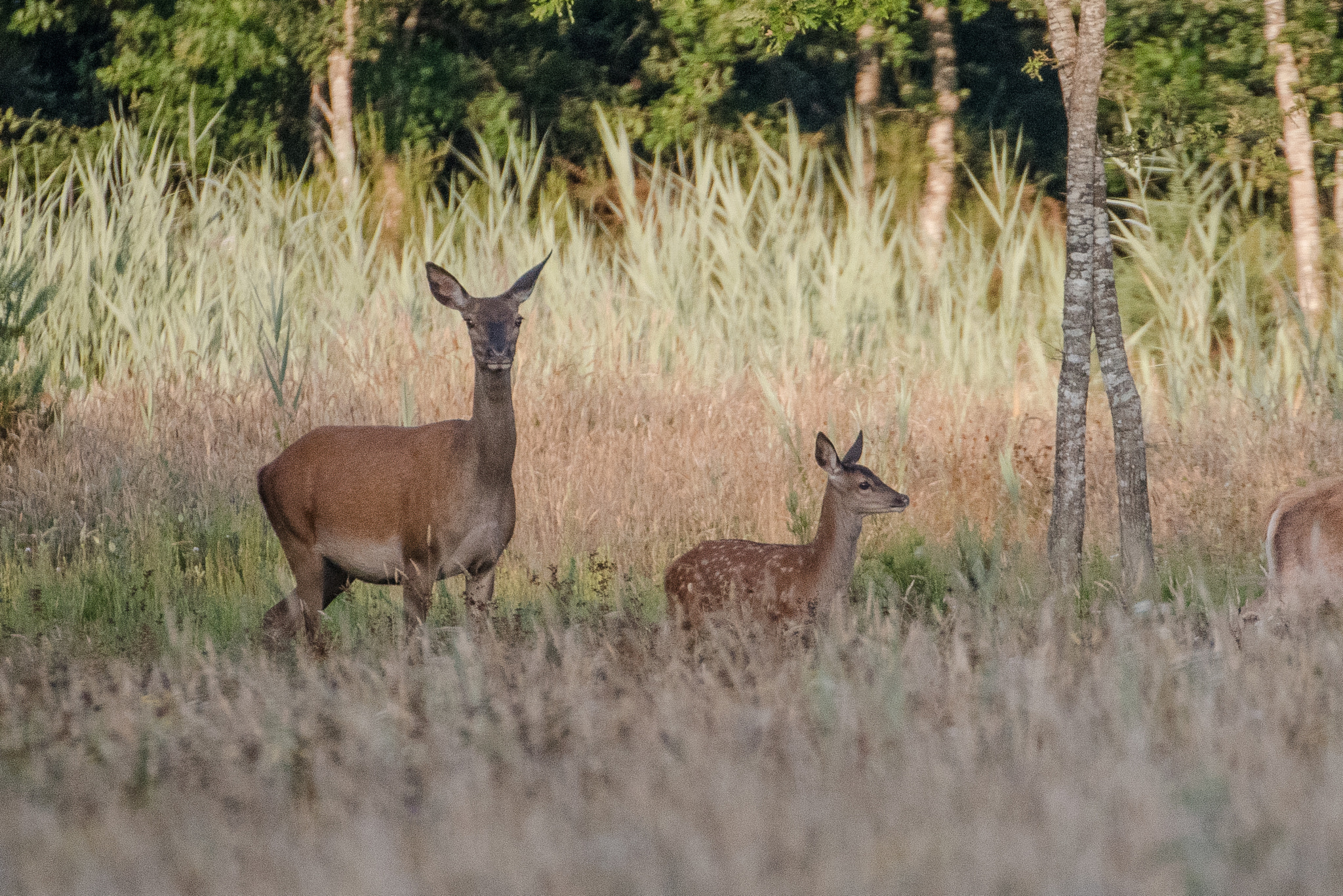 Nikon D500 sample photo. Doe and fawn photography