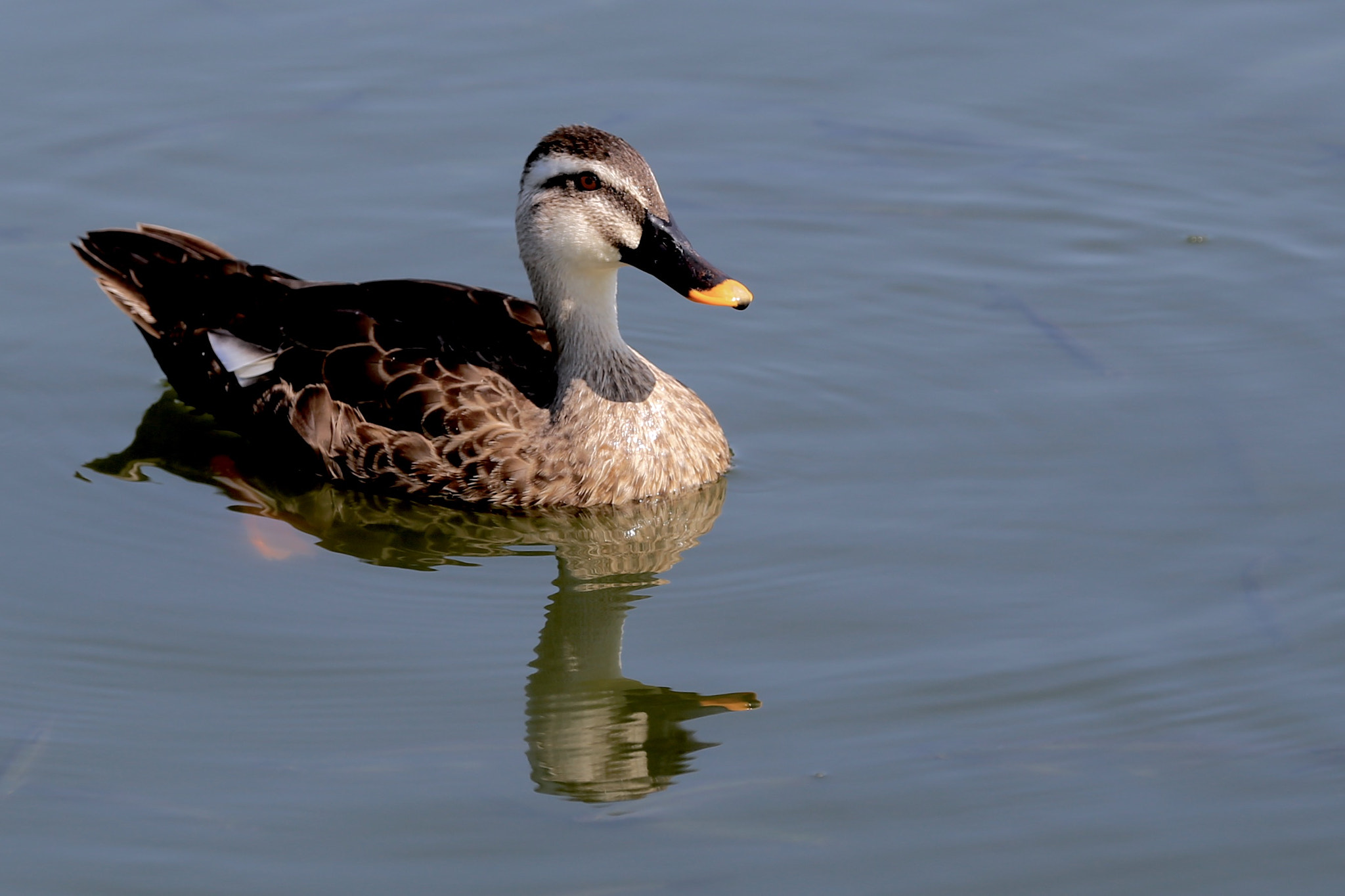 Canon EF 70-200mm F2.8L IS II USM sample photo