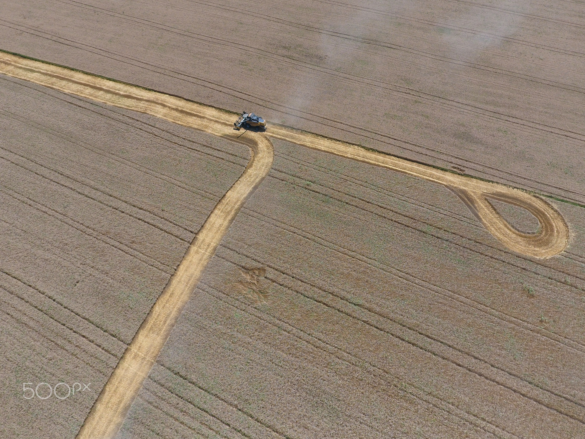 Harvesting wheat harvester