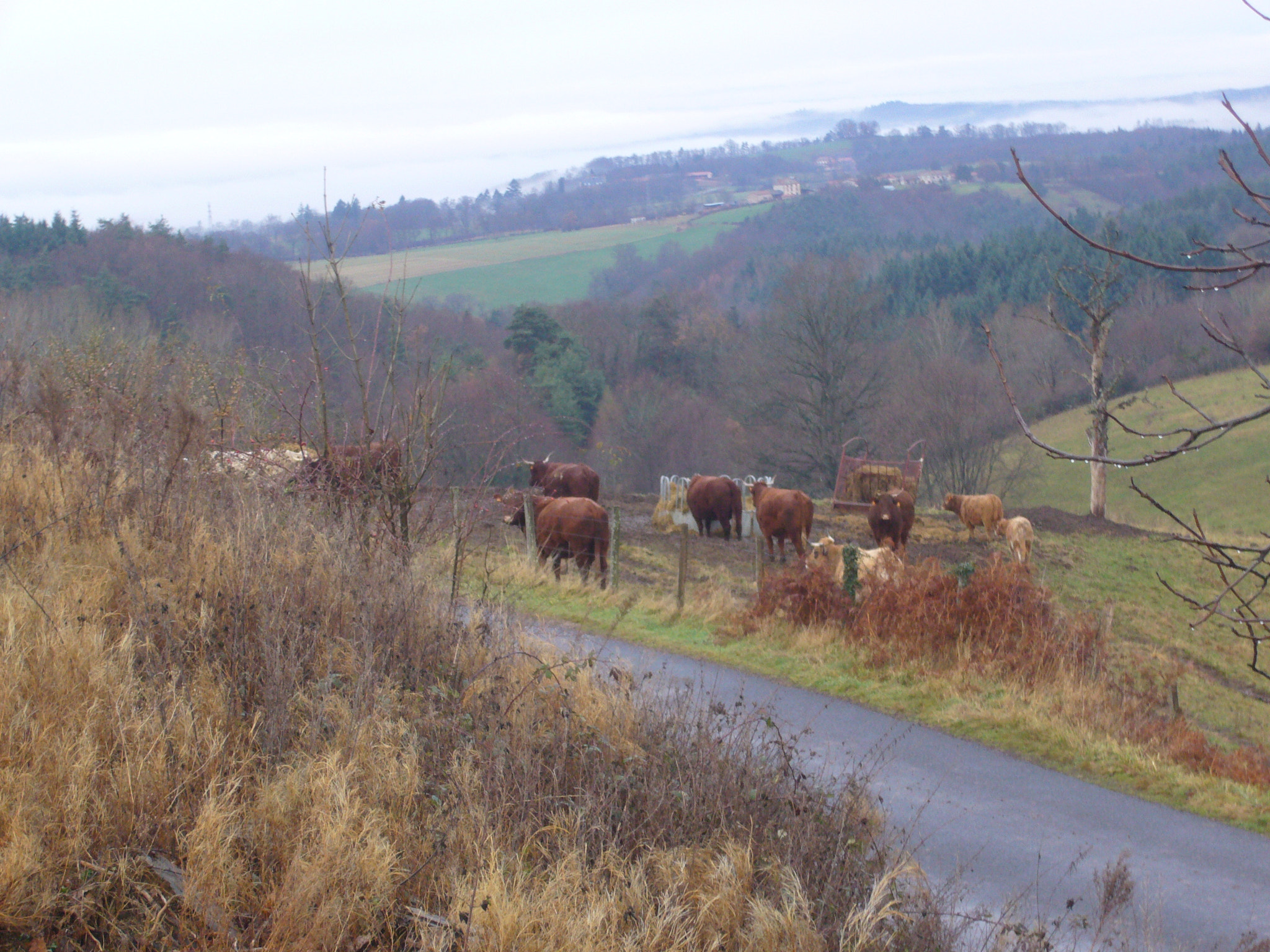Panasonic DMC-FX9 sample photo. Nature and cows photography