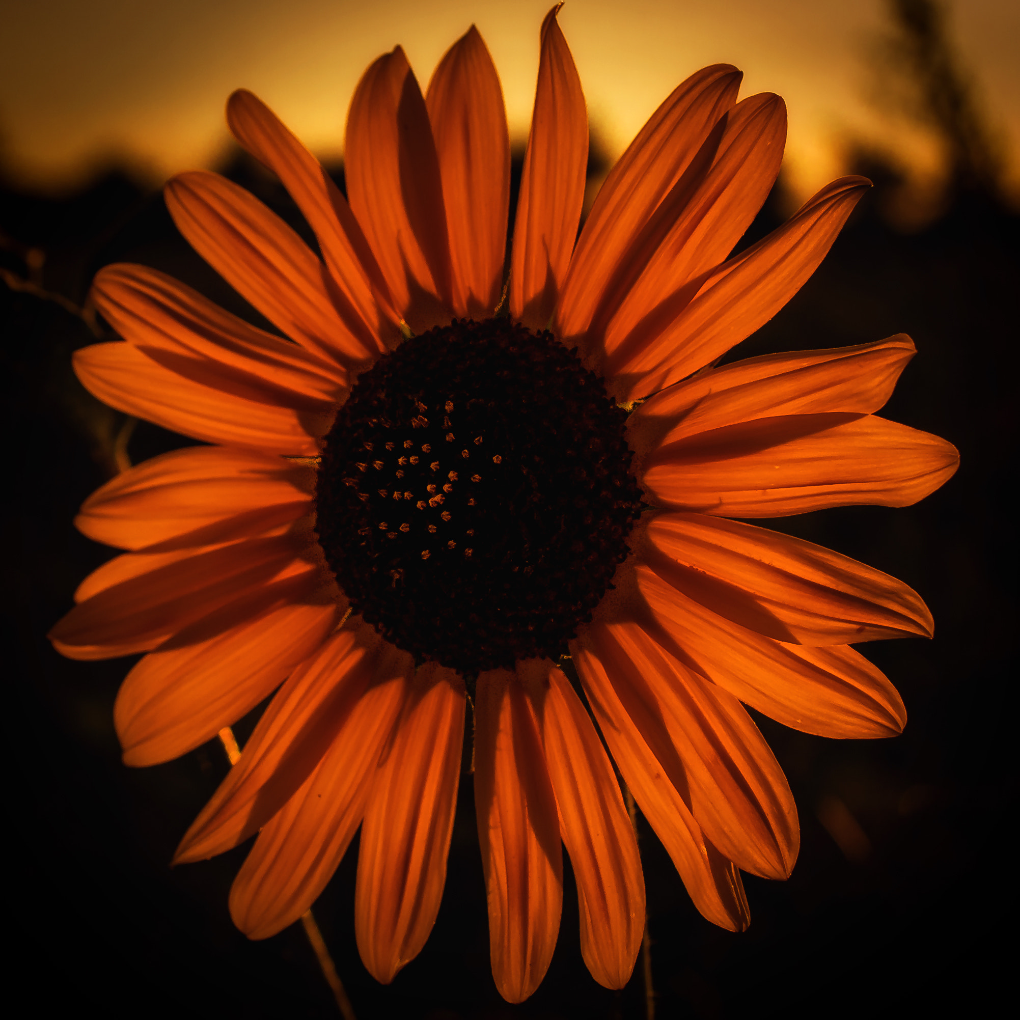 Nikon AF-S DX Micro Nikkor 40mm F2.8 sample photo. Sunset sunflower photography