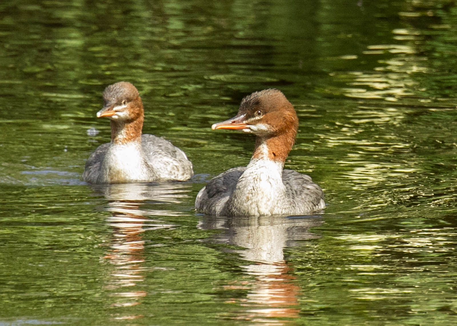 Canon EF 100-400mm F4.5-5.6L IS USM sample photo. Merganser duck photography
