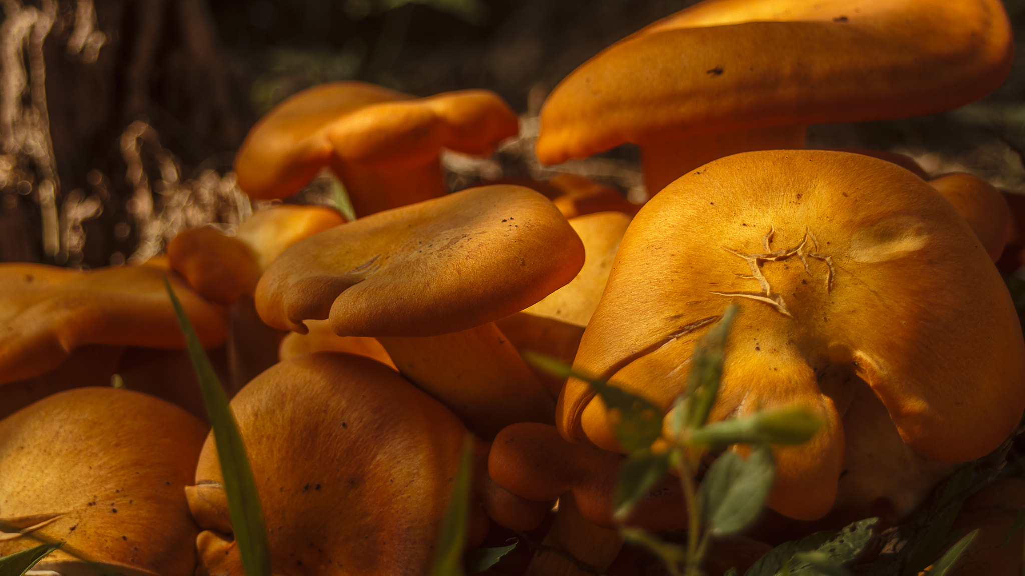 Canon EF 35-80mm f/4-5.6 sample photo. Shrooms photography
