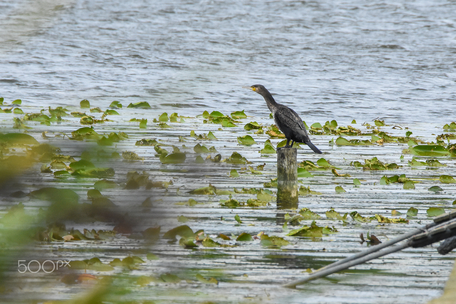 Nikon D7200 + Tamron SP 150-600mm F5-6.3 Di VC USD sample photo. One cormorant bird ready for a flight photography