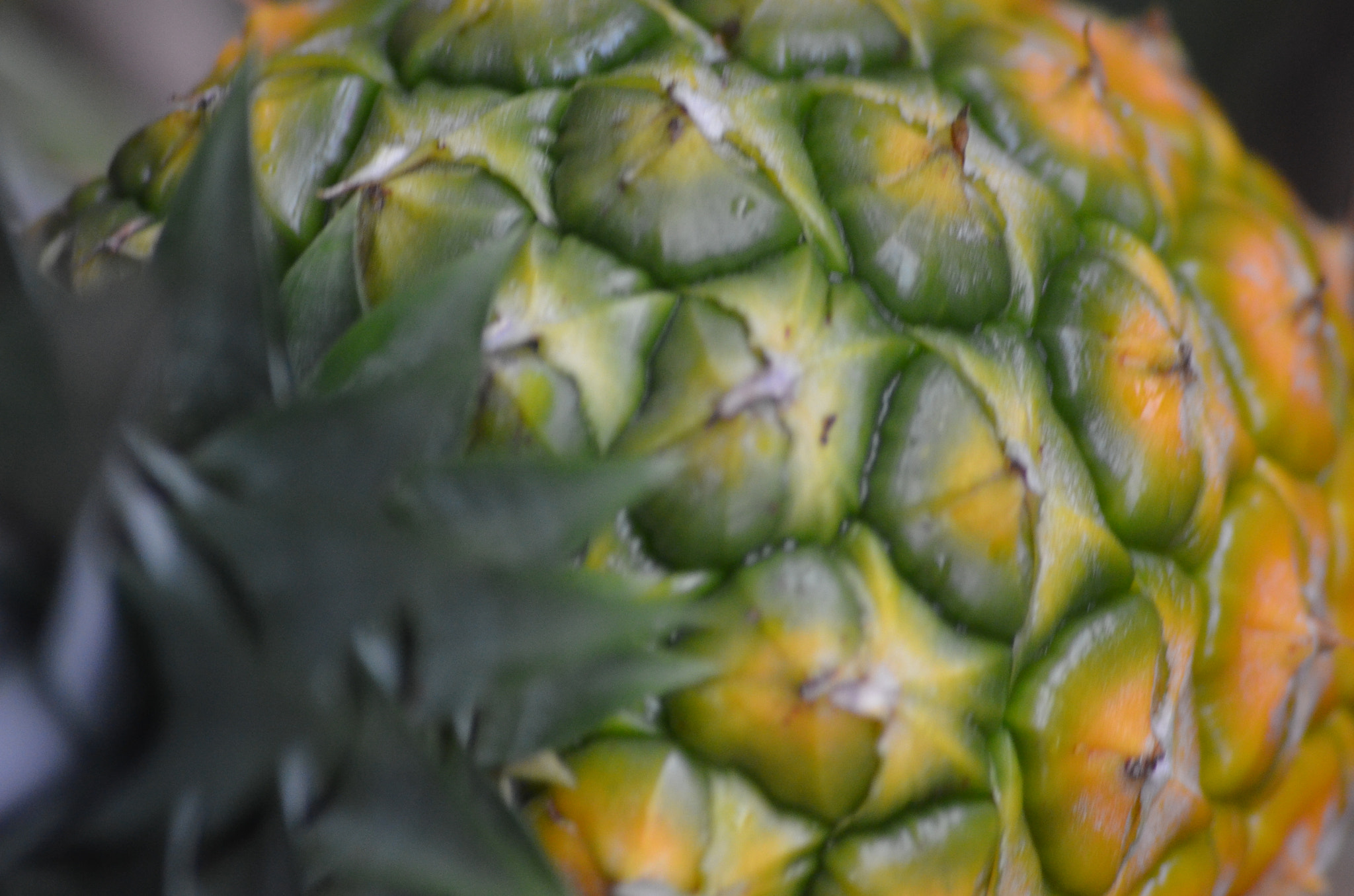 Nikon D5100 + Sigma 70-300mm F4-5.6 APO Macro Super II sample photo. Dimensions of a pineapple photography