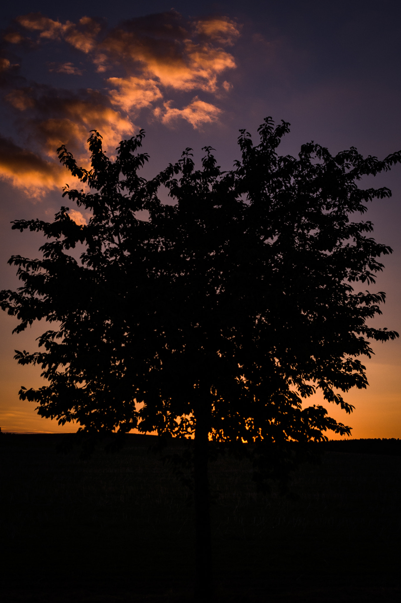 Nikon AF-S DX Micro Nikkor 40mm F2.8 sample photo. Evening tree photography