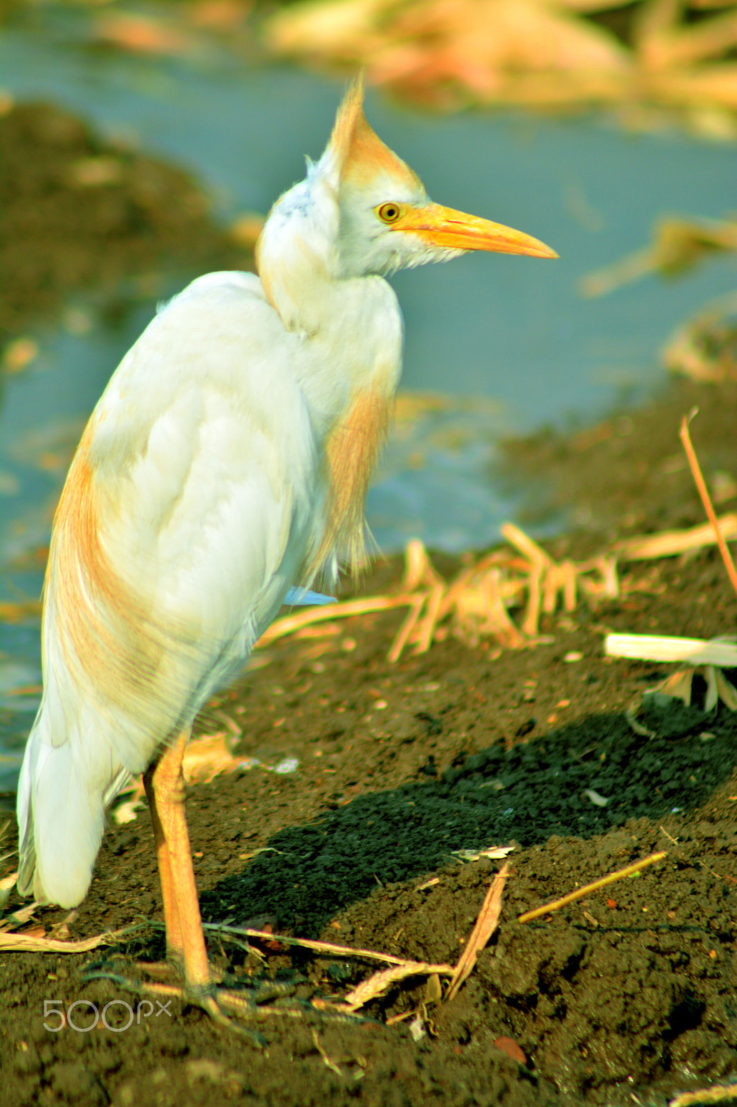Nikon AF Nikkor 70-300mm F4-5.6G sample photo. New look photography
