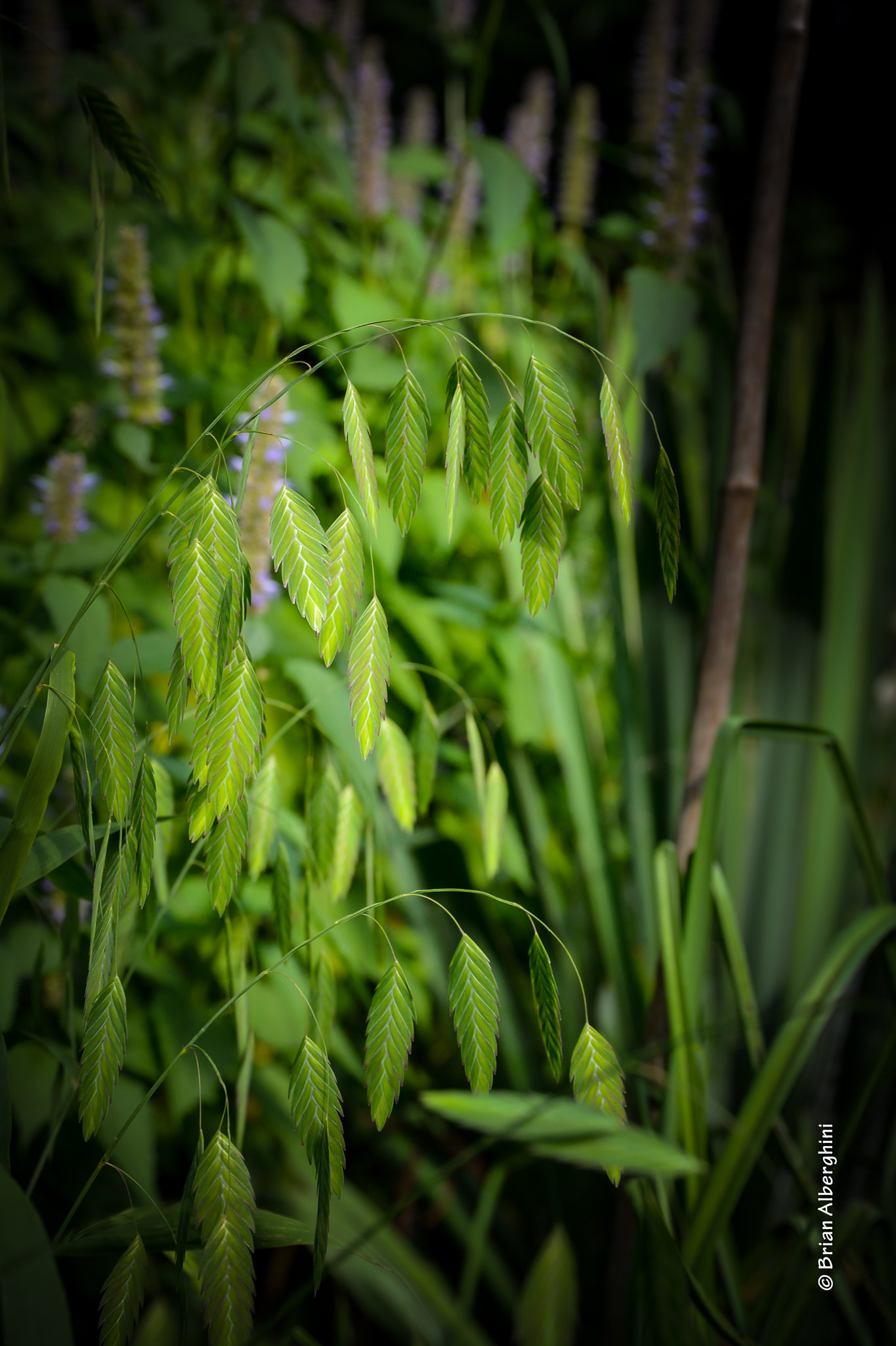 Nikon D7100 + Sigma 24-105mm F4 DG OS HSM Art sample photo. Northern sea oats photography
