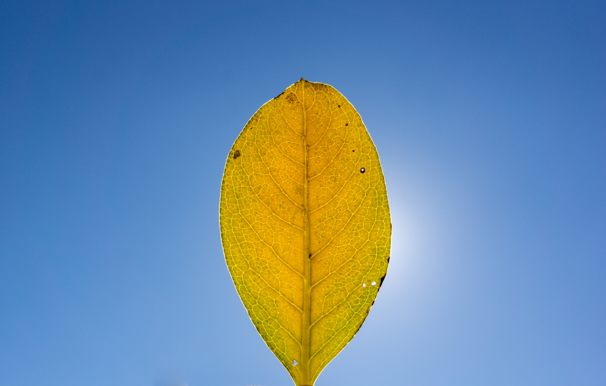 Sony Alpha NEX-7 + Sony Sonnar T* E 24mm F1.8 ZA sample photo. **** photography