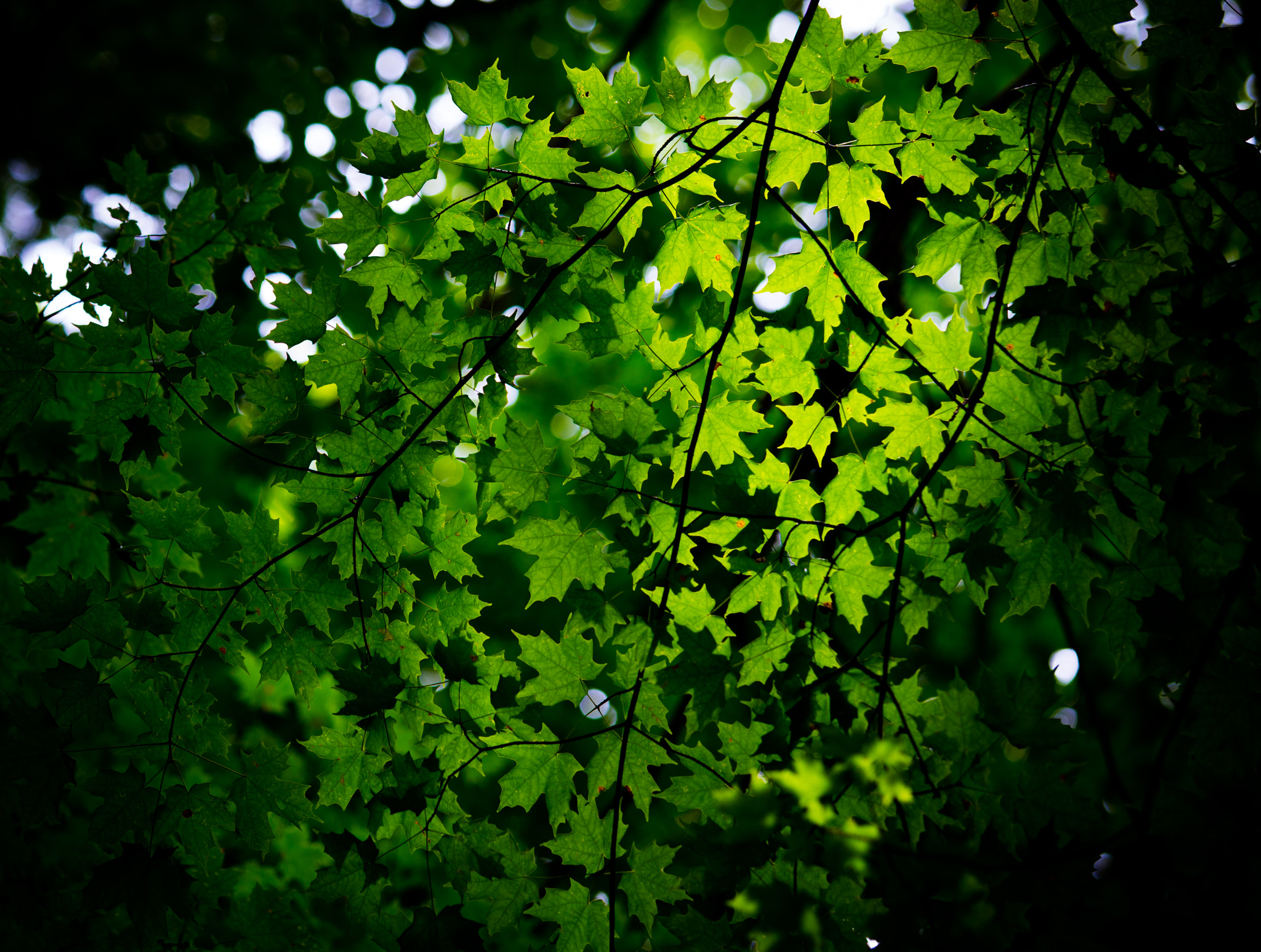 Canon EF 70-200mm F2.8L USM sample photo. Leaves photography