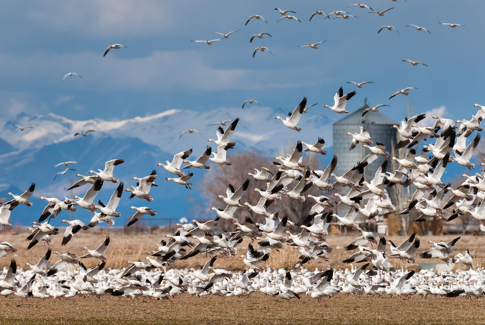 Nikon D200 + Nikon AF-S Nikkor 200-400mm F4G ED-IF VR sample photo. Snow geese photography