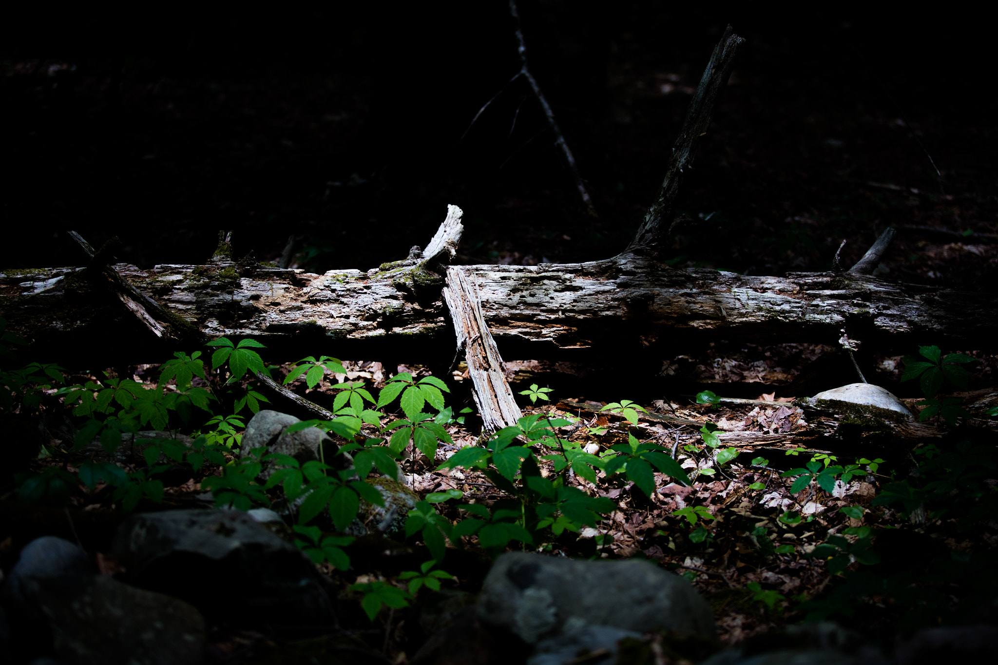 Canon EF 70-200mm F2.8L USM sample photo. Tree down photography