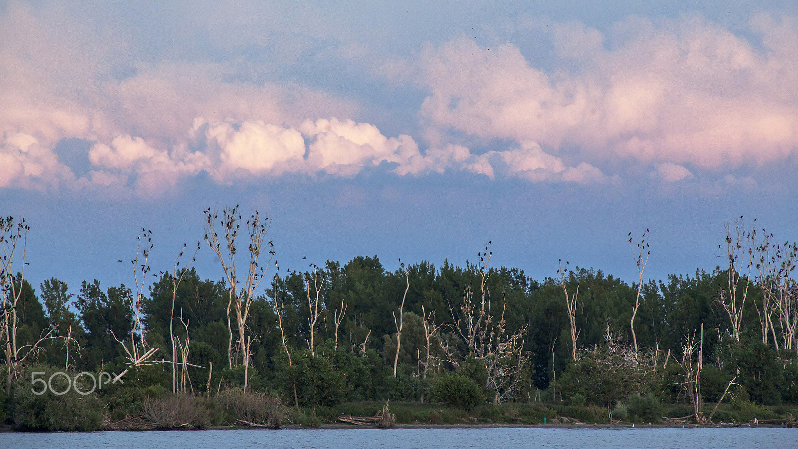 Canon EF 70-200mm F2.8L IS USM sample photo. Toronto island photography