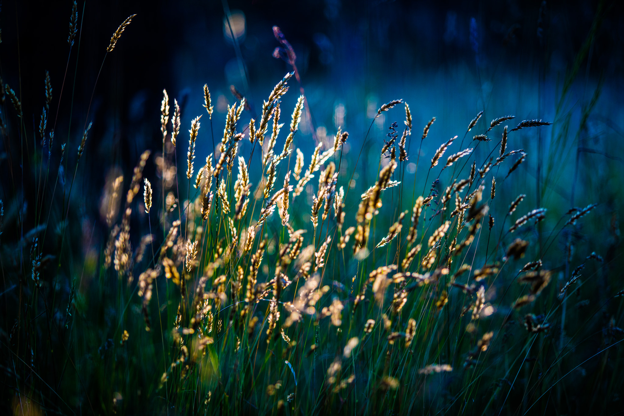 Canon EF 70-200mm F2.8L USM sample photo. Cold weed photography