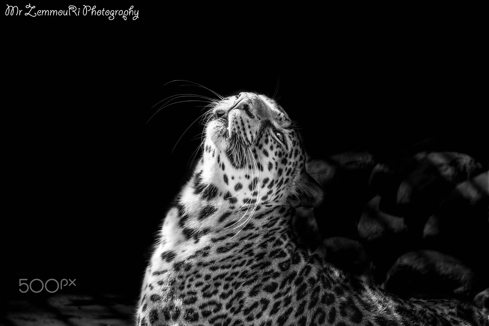 Canon EF-S 55-250mm F4-5.6 IS STM sample photo. Leopard photography