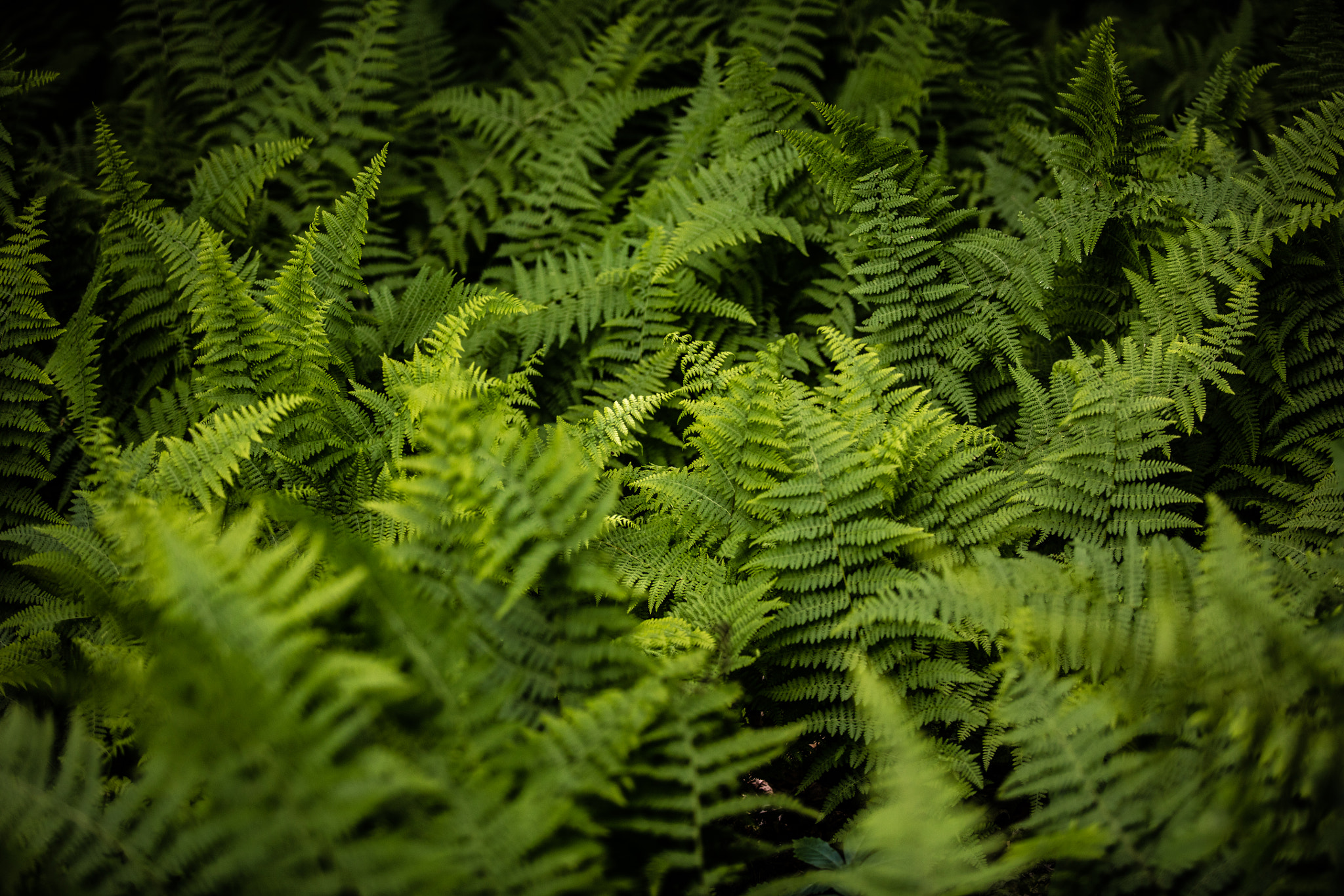 Canon EF 70-200mm F2.8L USM sample photo. Fern photography