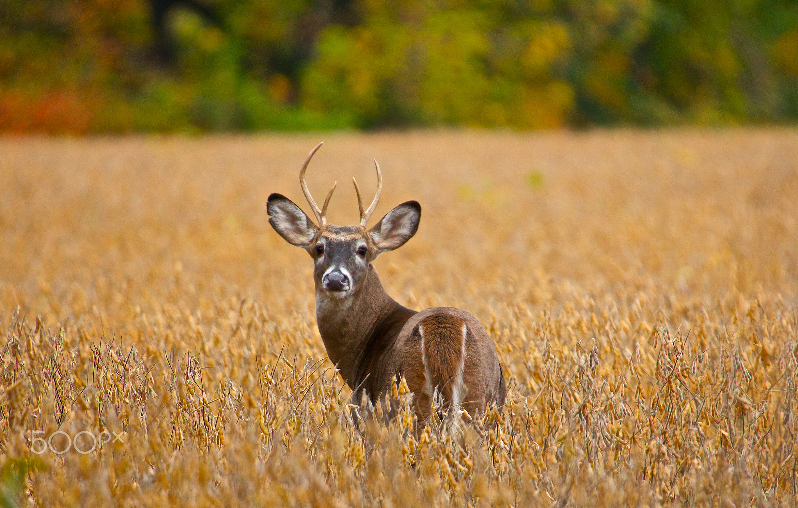 Canon EOS 550D (EOS Rebel T2i / EOS Kiss X4) sample photo. White tail deer photography