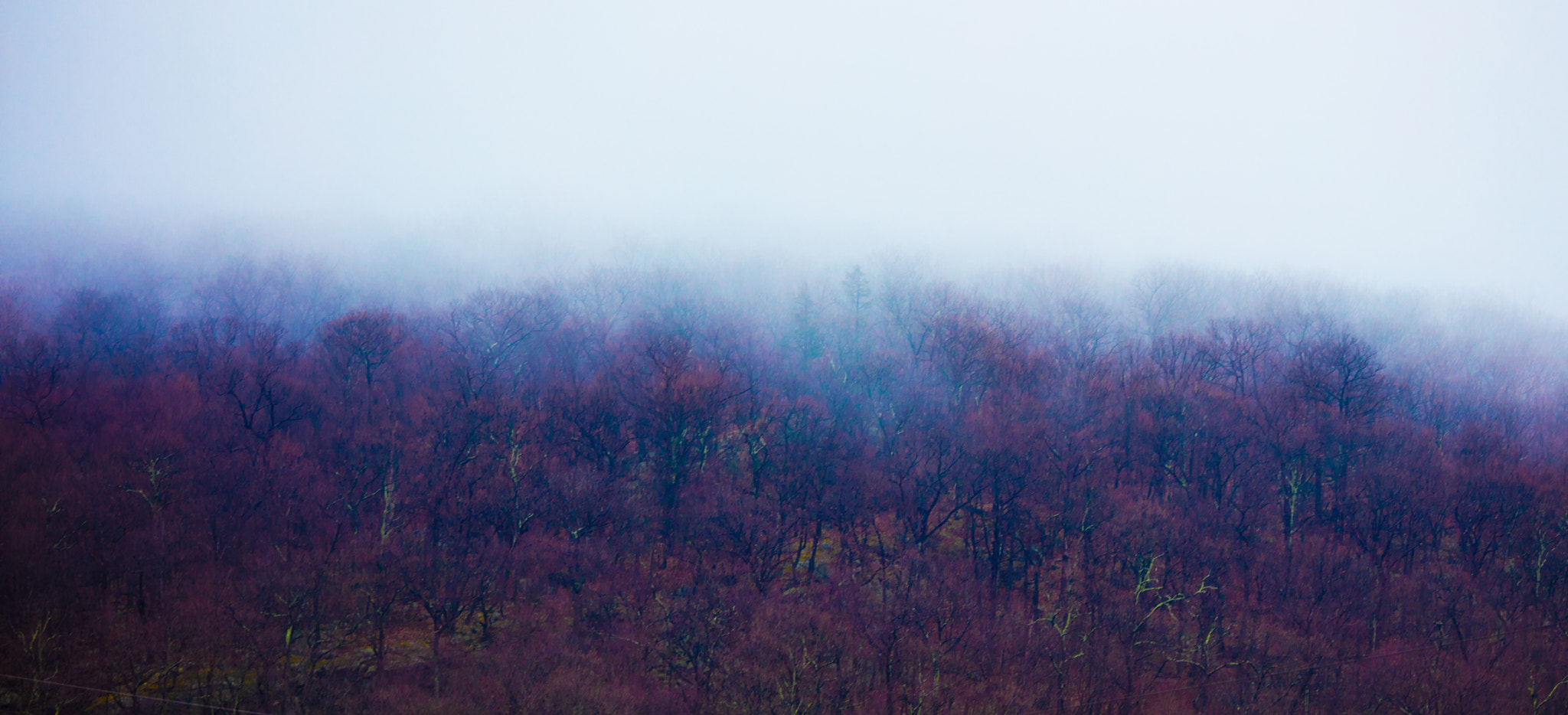 Canon EF 70-200mm F2.8L USM sample photo. Forest photography