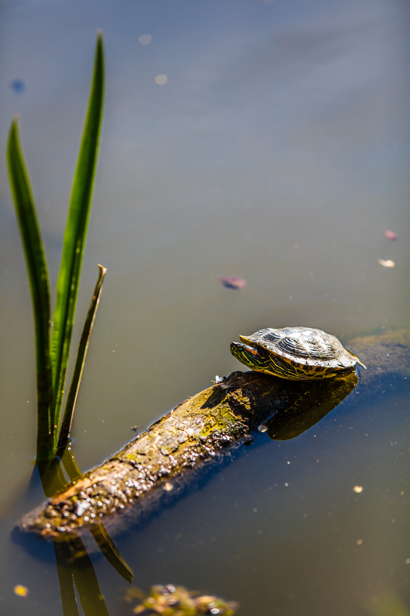 Canon EOS 5DS R + Canon EF 70-200mm F2.8L USM sample photo. Turtle photography