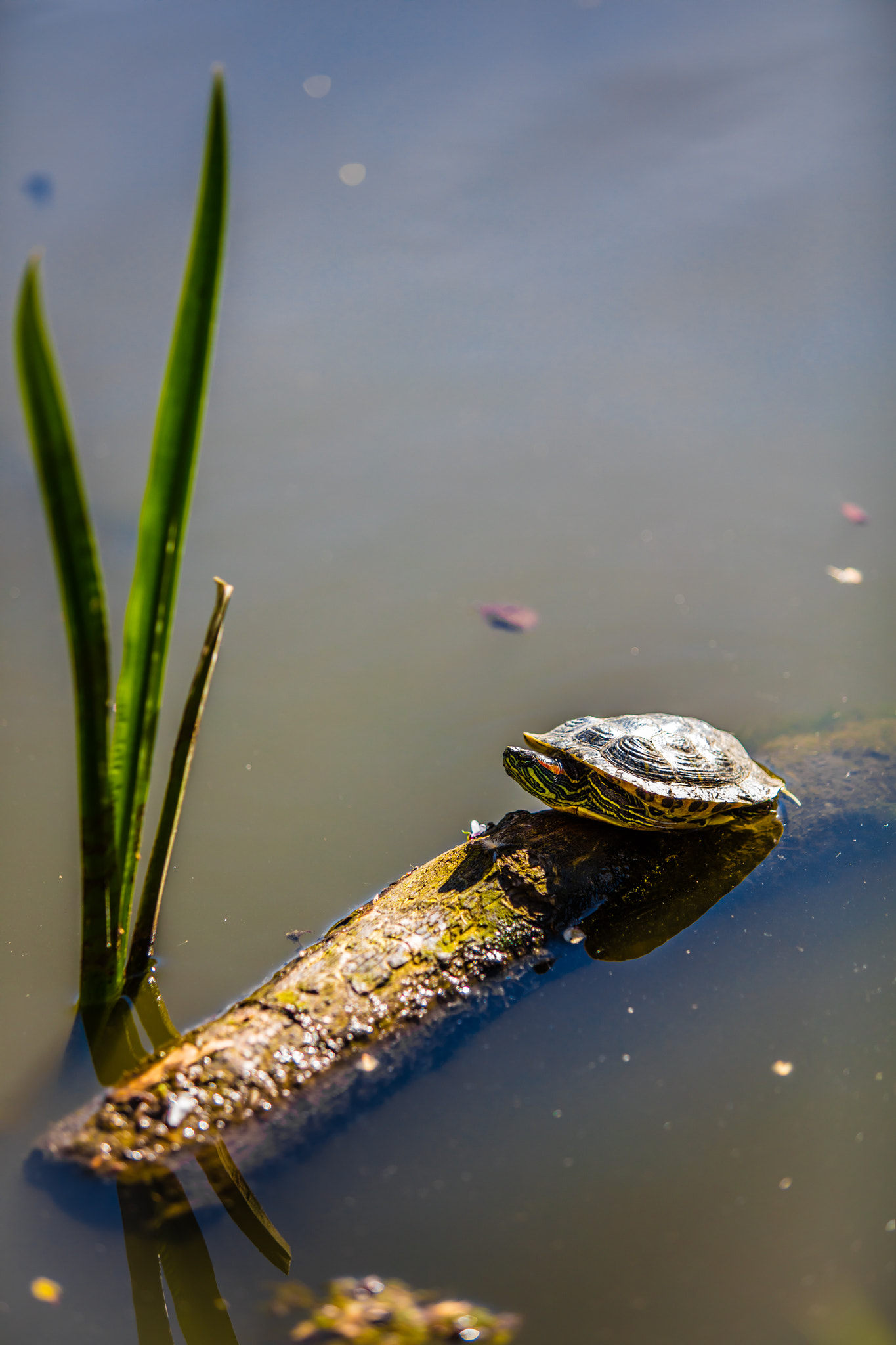 Canon EF 70-200mm F2.8L USM sample photo. Turtle photography