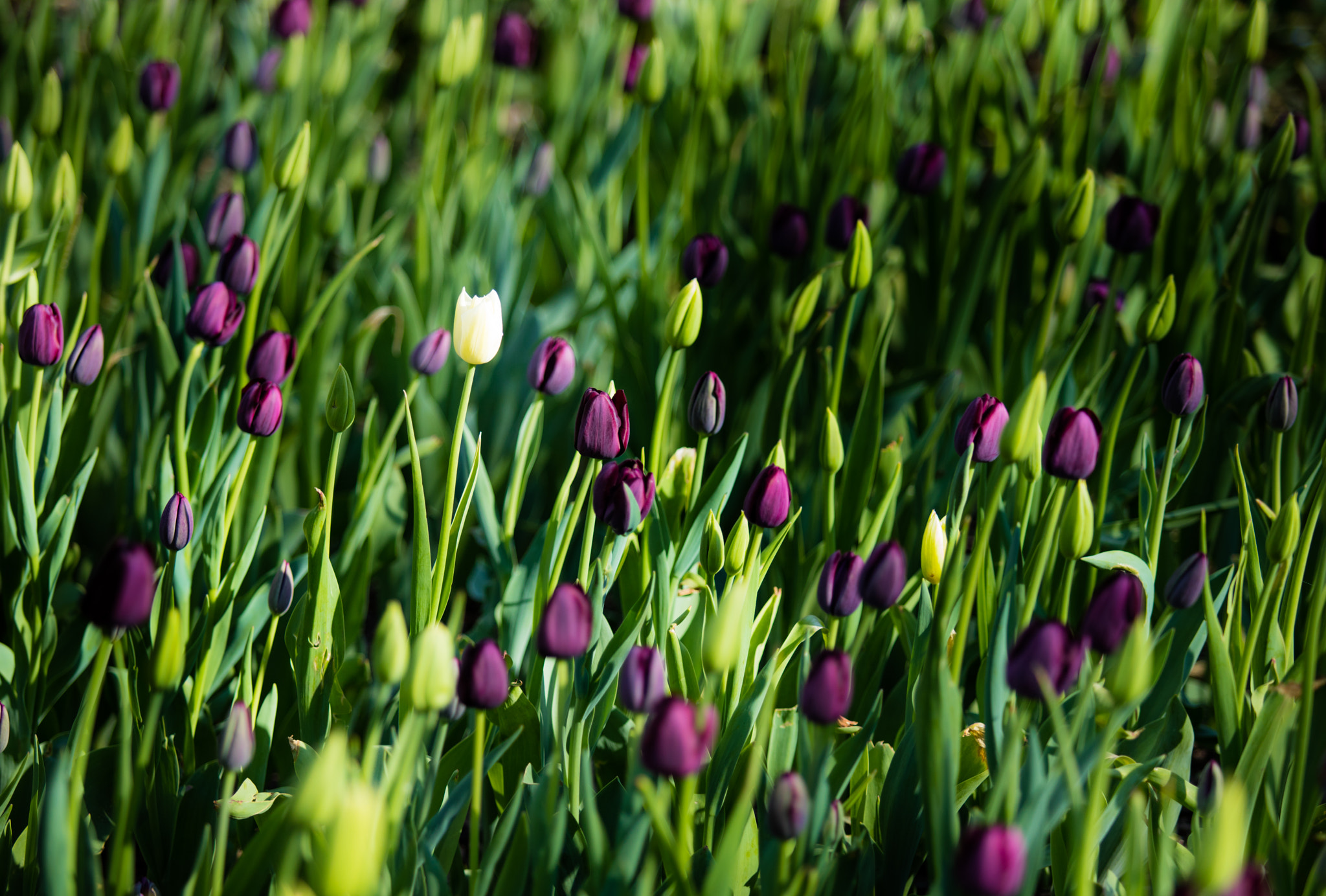 Canon EF 70-200mm F2.8L USM sample photo. Tulips photography