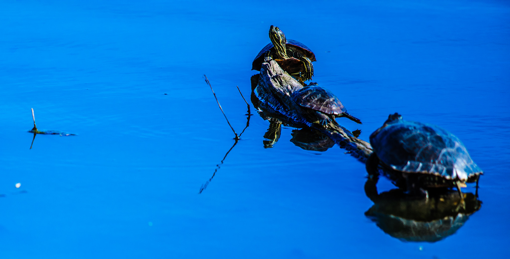 Canon EF 70-200mm F2.8L USM sample photo. Turtles family photography