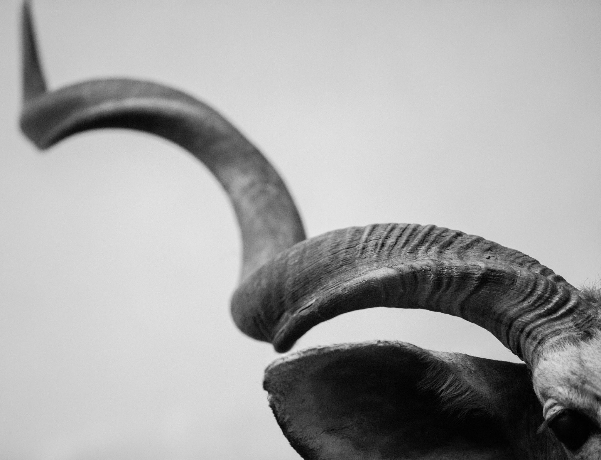 Canon EF 70-200mm F2.8L USM sample photo. Horn photography