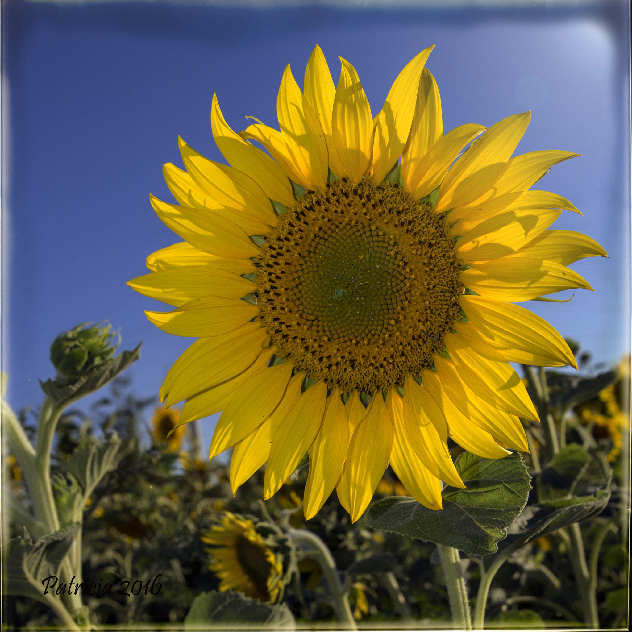 Canon EF 24-70mm F2.8L II USM sample photo. Squaresunflowersunflare photography