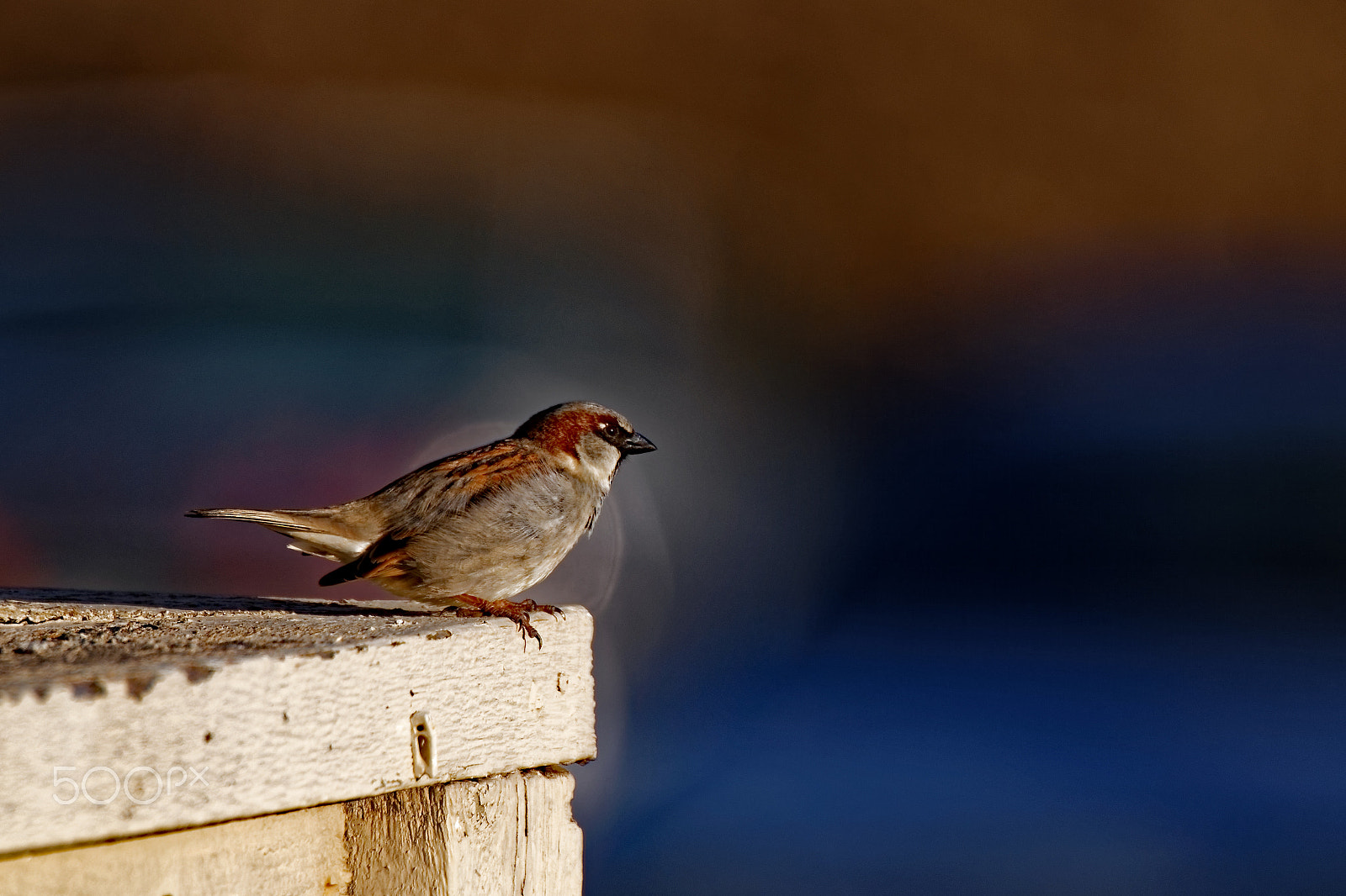 Canon EOS 600D (Rebel EOS T3i / EOS Kiss X5) + Tamron SP 150-600mm F5-6.3 Di VC USD sample photo. House sparrow on a deck photography