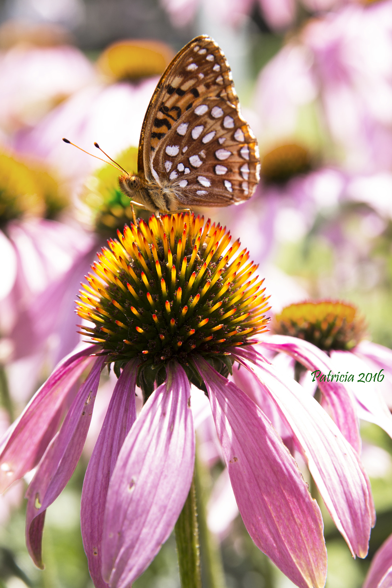 Canon EF 24-70mm F2.8L II USM sample photo. Butterfly butterscotch photography